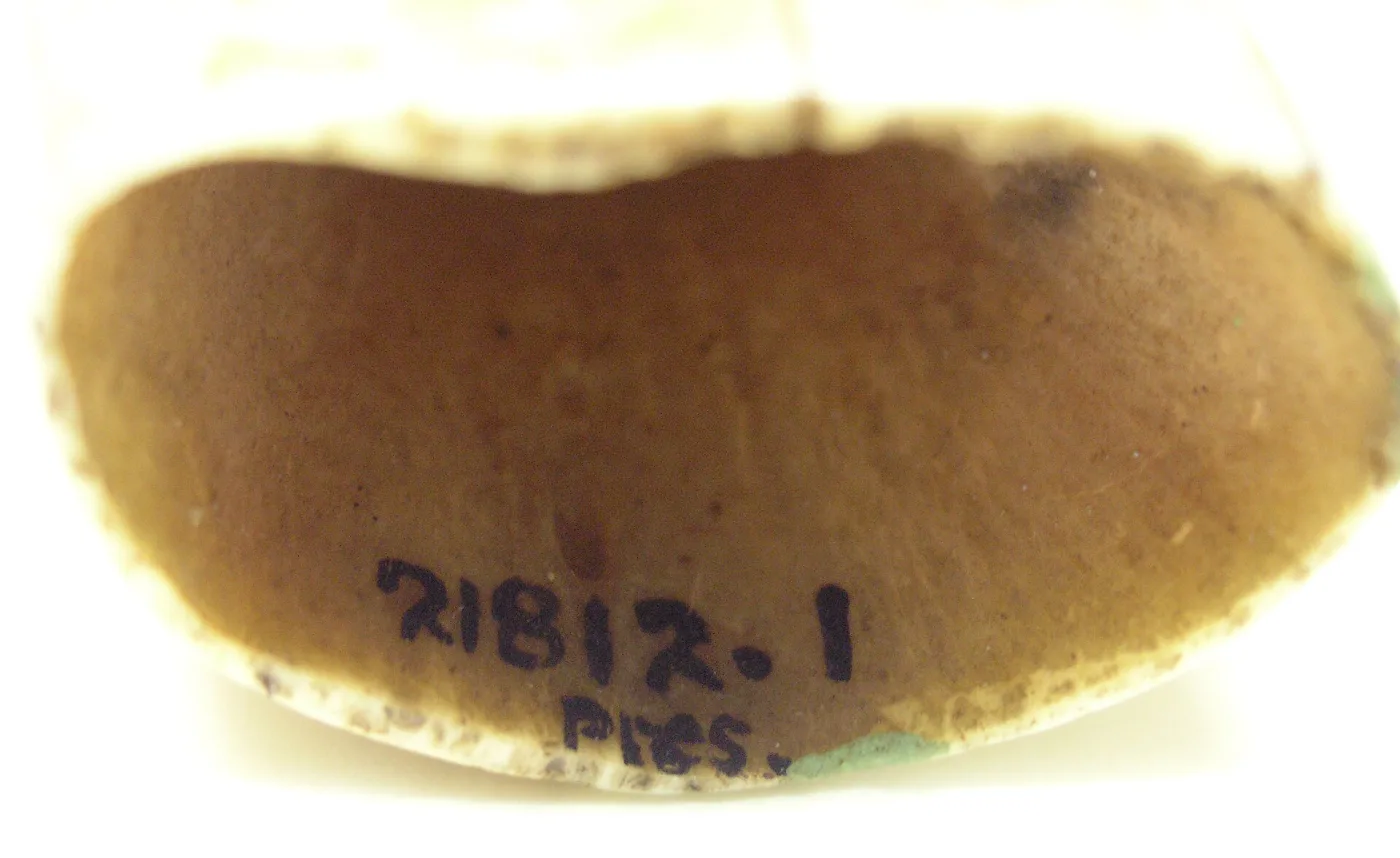 The wide root end of the same whale tooth seen face on, showing a deep hollow cavity with a rough irregular rim and a darker stained interior, an accession number written across it in ink