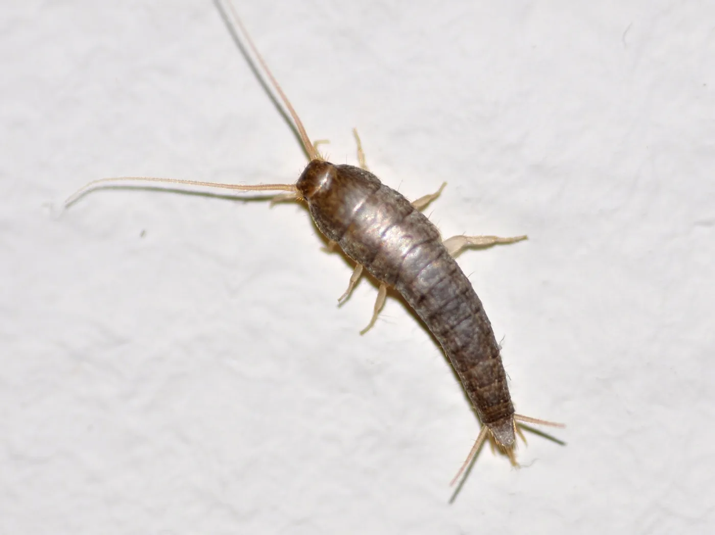 A carrot-shaped wingless insect covered in metallic grey scales, with two long antennae in front and three long filaments trailing behind, on a white plastered wall