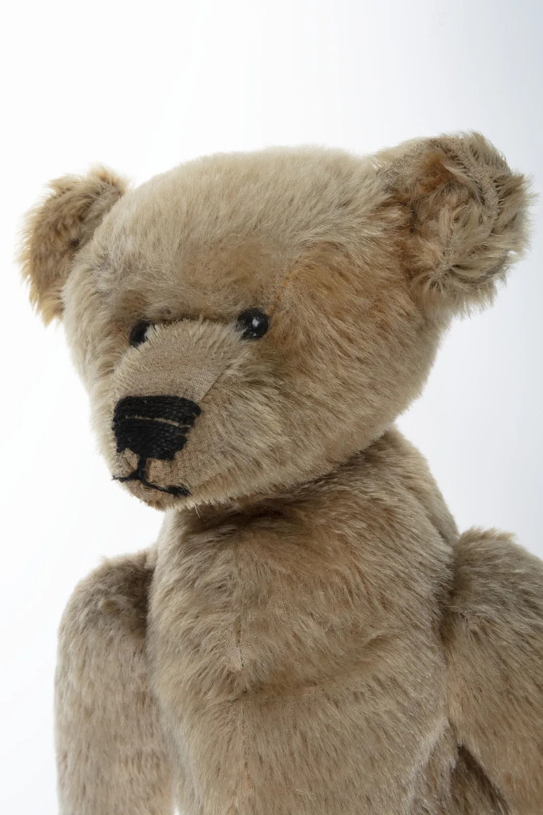 Close view of the head and shoulders of an early mohair teddy bear, showing a long pointed muzzle clipped shorter than the surrounding pile, a hand-stitched black nose, and cupped ears set wide